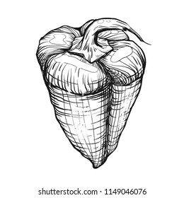 Vector drawn Bulgarian pepper isolated on a white background. Graphic vintage illustration with vegetable. Line engraved retro pepper. 
