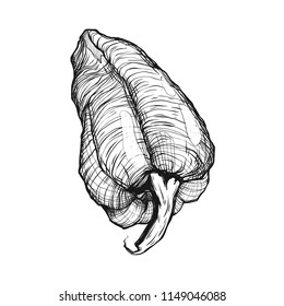 Vector drawn Bulgarian pepper isolated on a white background. Graphic vintage illustration with vegetable. Line engraved retro pepper. 