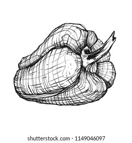 Vector drawn Bulgarian pepper isolated on a white background. Graphic vintage illustration with vegetable. Line engraved retro pepper. 