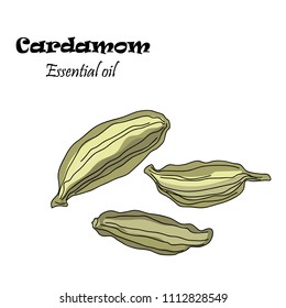 Vector drawn cardamom seeds. Essential oil design. Package design idea.