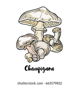 Vector drawn champignons mushrooms in sketch style on white background.