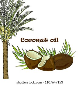 Vector drawn coconut palm and coconuts with leaves. Essential oil design. Package design idea.