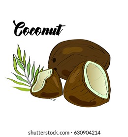 Vector drawn coconut with a palm leaf. Isolated tropical fruit on white background. An idea for design.