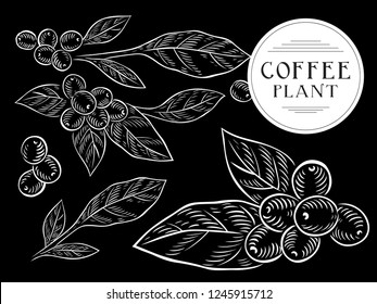 Vector drawn coffee plant branch illustration on black background for coffee shop. Plant with leaf, berry, fruit. Natural coffee drink. 