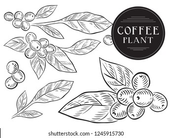 Vector Drawn Coffee Plant Branch Illustration For Coffee Shop. Plant With Leaf, Berry, Fruit. Natural Coffee Drink. 