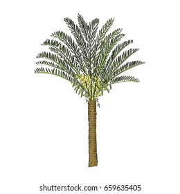 Vector drawn cycas palm tree on white background in a sketch style. Exotic collection.