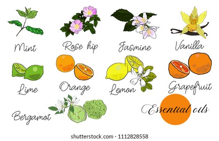 Vector drawn essential oils design set. Package design idea. Mint, rose hips, jasmine, vanilla, lime, orange, lemon, grapefruit, bergamot.