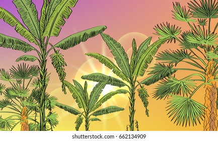 Vector drawn exotic background with tropical palms, fan palms, and sun. Tropical background.