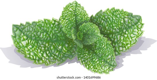Vector drawn fresh mint leaves isolated on white background. Sprig of peppermint, summer green delishes. Fragrant-mint smell, mint-flavored tasty, realistic style, hand-drawn. Lies with a shadow.