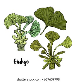 Vector drawn ginkgo biloba in sketch style on white background.