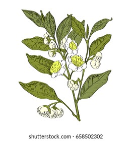 Vector drawn green tea with flowers on white background in a sketch style. Exotic collection.