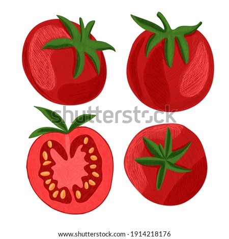 Vector drawn illustration with set, collection of tomatoes from different sides and on cut. Concept vegetables, organic, natural products, vegetarianism.