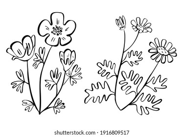 Vector drawn isolated linear doodle illustration with set, collrction field plants, flowers. Concept is botanical.