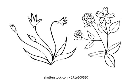 Vector drawn isolated linear doodle illustration with set, collrction field plants, flowers. Concept is botanical.