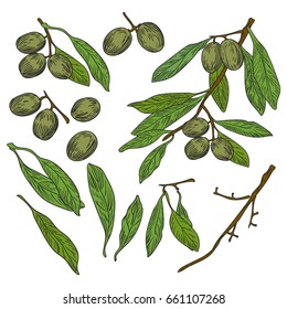 Vector drawn isolated olives branch, leaves and olives on white background in a sketch style. Exotic collection.