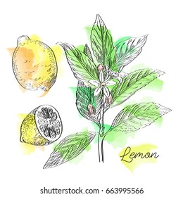 Vector drawn lemon with flowers on watercolor background in a sketch style. Exotic collection.