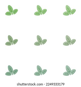 Vektorgezeichnete Marjoram-Illustration mit verschiedenen Farben und Details