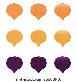 A vector drawn onion illustration with various colors and amount of details
