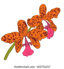 Vector drawn orchid on white background. Exotic collection.