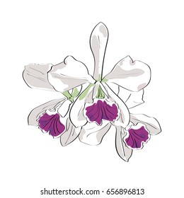 Vector drawn orchid on white background. Exotic collection.