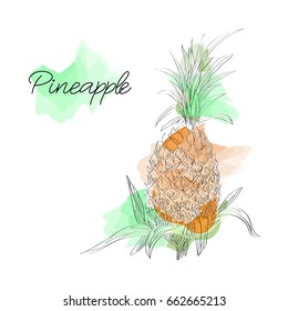 Vector drawn pineapple in a sketch style on watercolor background. Exotic collection.