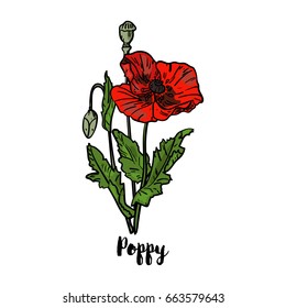 Vector drawn poppy flower in sketch style on white background.