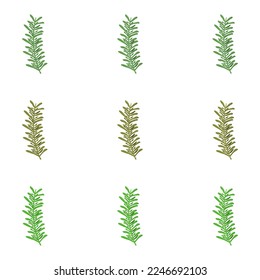 A vector drawn rosemary illustration with various colors and amount of details