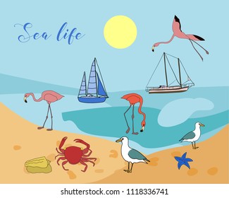 Vector drawn sea life background with hand drawn underwater animals and plants. Crab, flamingos, sea star, fish, sea shell, jellyfish in sketch style.