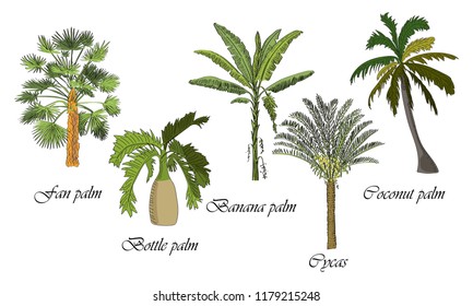 Vector drawn set of bottle, fan, coconut, banana palm, cycas tree on white background in a sketch style. Exotic collection.