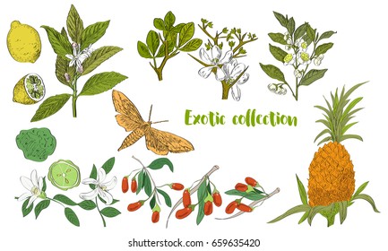 Vector drawn set of exotic plants and fruits in a sketch style. Exotic collection.