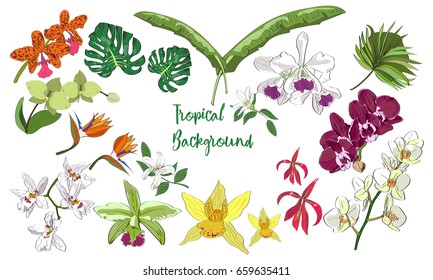 Vector drawn set of tropical flowers and palm leaves in a sketch style. Exotic orchids collection.