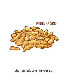 Vector dried white raisins. Isolated on white background.