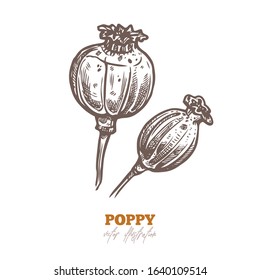 Vector dry poppy pods, isolated flowers on white. Spices and herbs sketch hand drawn illustration