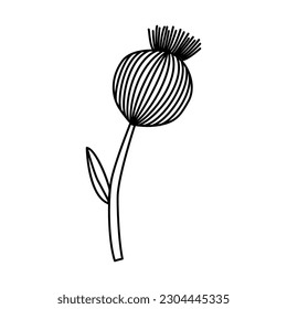 Vector dry poppy pods, isolated flowers on white. Spices and herbs sketch hand drawn illustration