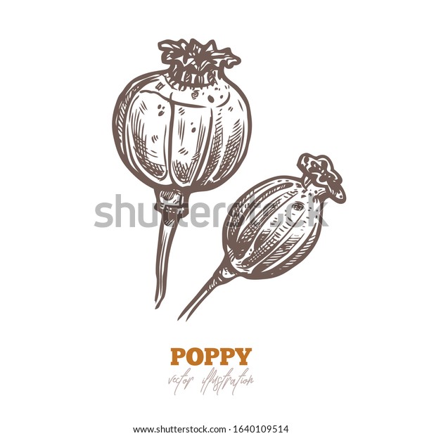 Vector dry poppy pods, isolated\
flowers on white. Spices and herbs sketch hand drawn\
illustration