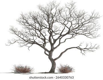 Vector Dry tree cut out background illustrations, without leaves, transparent, nature silhouette, leafless tree, abstract illustration, isolated tree, seasonal design, graphic elements