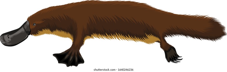 Vector duck billed animal australian platypus 