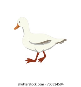 vector of duck Cartoon,flat