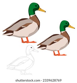 Vector duck drake brown with green neck flat with shadows isolated on white background