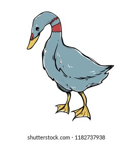 Vector duck isolated on white background. The bird clipart.