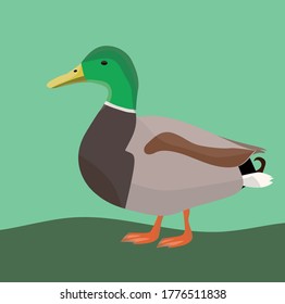 vector duck on a green and green background