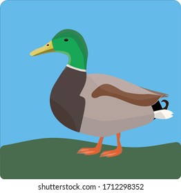 vector duck on a green and blur background