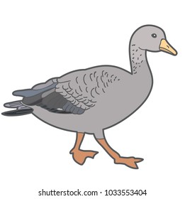 vector, duck on white background