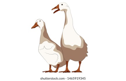 vector ducks cute farm animal