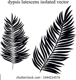 Image vectorielle silhouette isolée de dypsis lutescens