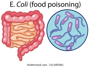 A Vector of E Coli Bacteria illustration