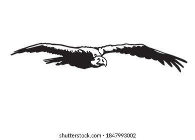 Vector  eagle flying isolated on white background, graphical illustration