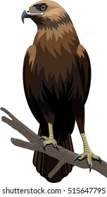 vector eagle illustration