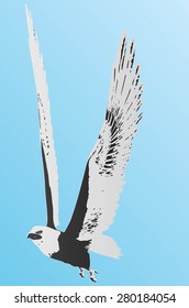 Vector Eagle Poses Silhouette