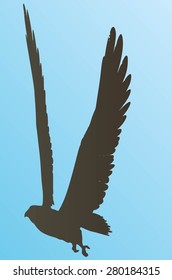 Vector Eagle Poses Silhouette